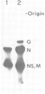 FIG.1.sizedresiscytoplasmiccDNAbeled Reverse transcripts of VSVmRNA synthe- in the presence (lane 2) or absence (lane 1) of a cell extract