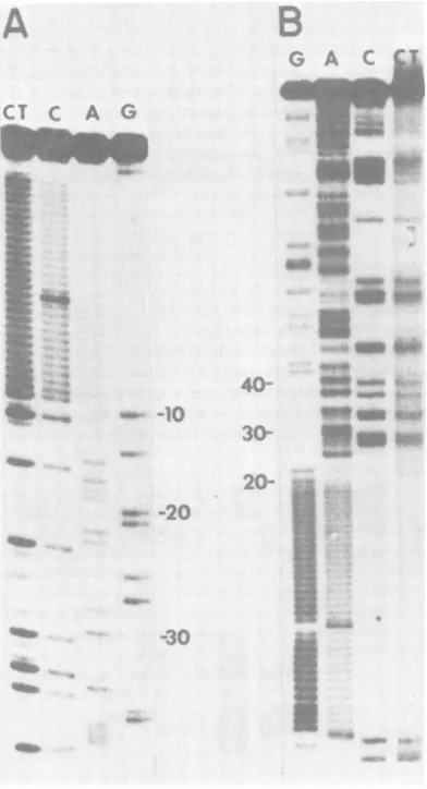 Fig. 4.reading The sequence contains a single open frame for translation beginning at the5'-proximal ATG codon (positions 29 through