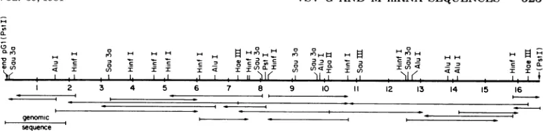 FIG. 3.directionofoneareterminalTerminal G Restriction map of thepGFI insert DNA. Sites for restriction enzymnes that were used in sequencing shown