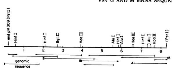 FIG. 5.sequenceminedsequenced;shown.Terminal Restriction map of the pM309 insert DNA. Sites for restriction enzymes used in sequencing are The left end corresponds to the 5' end of M mRNA