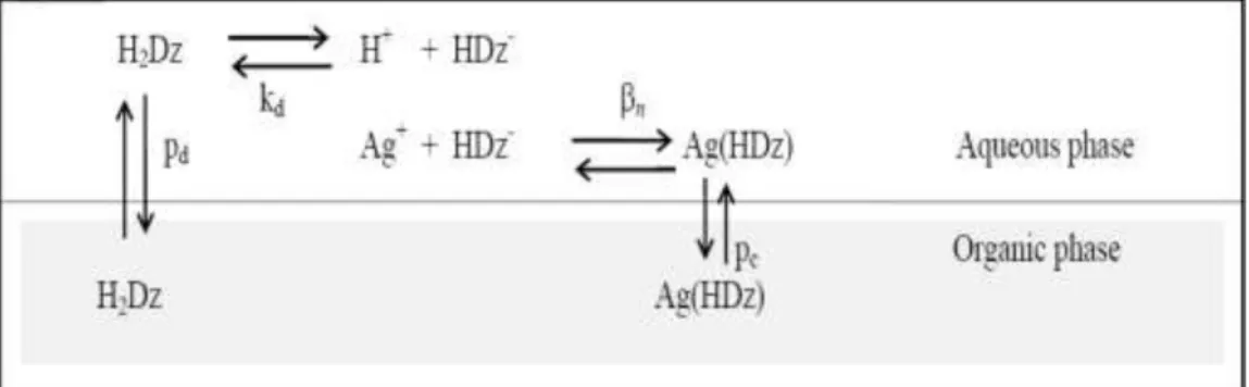 Figure 2.2: Equilibrium reactions involved in the silver extraction using dithizone  