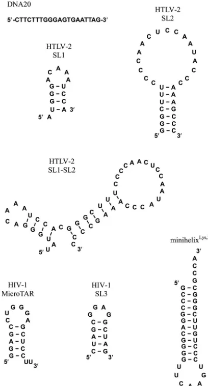 FIG 2 Oligonucleotide constructs used in this work.