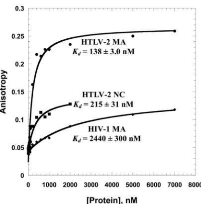 FIG 3 Representative FA binding assays wherein 20 nM 5titrated with HTLV-2 MA, HTLV-2 NC, and HIV-1 MA