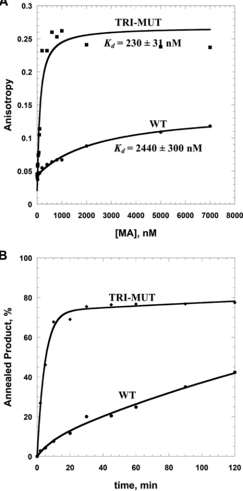 FIG 6 Comparison of WT HIV-1 MA and TRI-MUT NA binding and chap-DNA20 in the presence of increasing amounts of protein