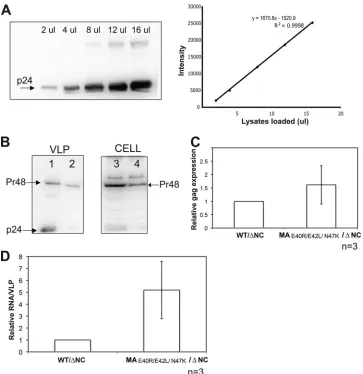 FIG 8 HIV-1 gRNA packaging efﬁciency of the HIV-1 MA TRI-MUT variant in an NC deletion background