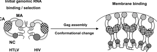 FIG 9 Proposed mechanism of the Gag-genome interaction. Larger circles indicate a major role in NA binding, and smaller circles indicate a more minor role.In initial genome selection (left), Gag binds to gRNA with both NC and MA domains