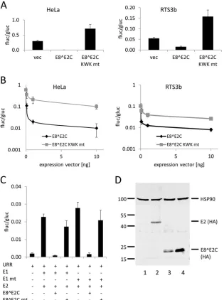 FIG 1 Characterization of HPV16 E8^E2C wt and KWK mutant proteins. (A) HeLa or RTS3b cells were cotransfected with pC18-Sp1-luc (100 ng), 10 ng ofpSG5 (vec), pSG 16 E8^E2C, or pSG 16 E8^E2C KWK mt and 0.1 ng of pCMV-Gluc