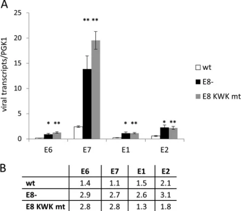FIG 3 E8 mutations increase HPV16 early and late transcripts in undifferen-tiated cells