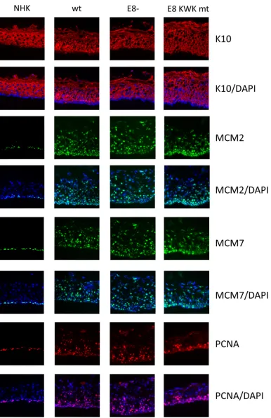 FIG 5 E8 mutations do not inﬂuence differentiation or expression of cellular DNA replication proteins in organotypic cultures