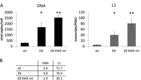FIG 6 E8 mutant genomes amplify to higher copy numbers and express more