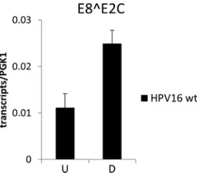 FIG 8 E8^E2C transcripts are present in organotypic cultures. Quantitationof HPV16 E8^E2C transcripts in total RNA from undifferentiated (U) or dif-ferentiated (D) HPV16 wt cell lines by qPCR using PGK1 as a reference gene.Copy numbers are derived from pla