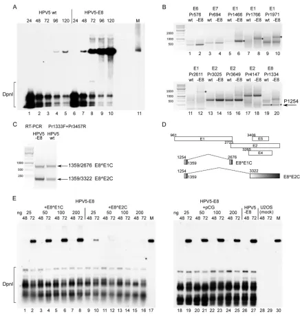 FIG 2 E8 ORF-encoded peptide containing transcripts and their effects on HPV5 genome replication and transcription