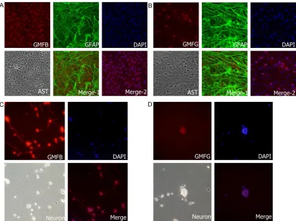 Figure 2. Characterization of expression of GMFB and GMFG in astrocytes and neurons. A: Immunofluorescence staining for GMFB (red) and GFAP (green) in SD rat astrocytes