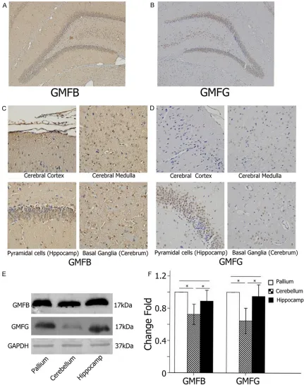 Figure 3. Characterization of the distribution of GMFB and GMFG in SD rat brain. A: Immunohistochemistry Staining for the distribution of GMFB in SD rat brain
