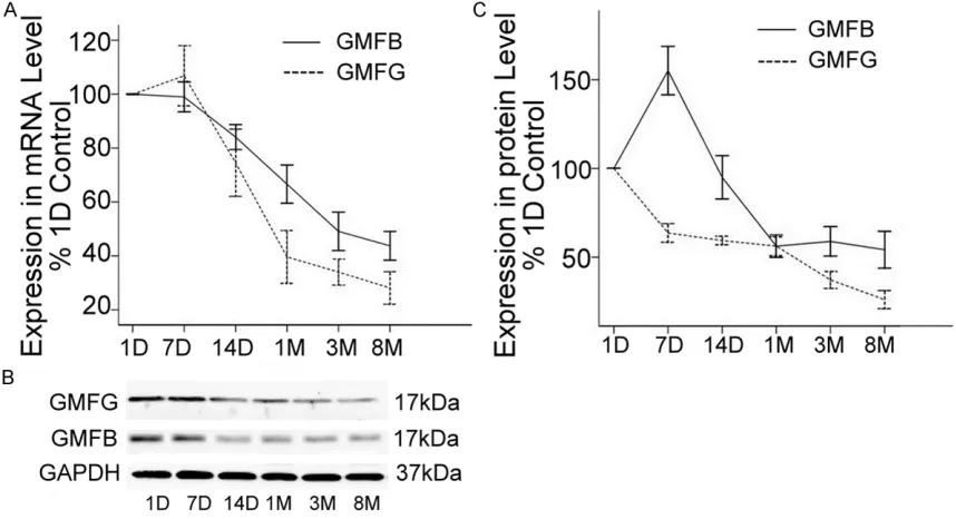 Figure 4. Characterization of age-responses expression of GMFB and GMFG. A: Quantitative PCR analysis quantify-films
