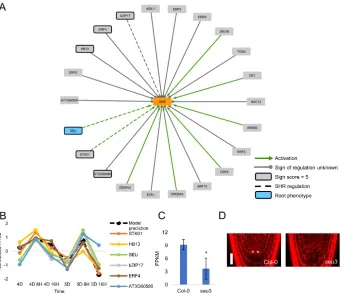 Figure 2: Model prediction identifies putative SHR activators. (A) Putative activators of 
