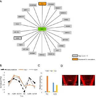 Figure 3: T5L1 is a vasculature-specific putative binding partner of SEU (A) Representation 