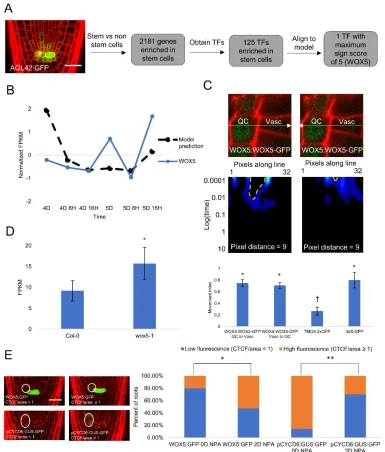 Figure 4: Transcriptional profile of stem cells identifies candidate SHR repressor. (A) 