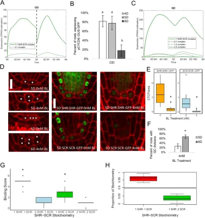 Figure 5: Model predicts that the SHR-SCR complex promotes CEI but represses QC 