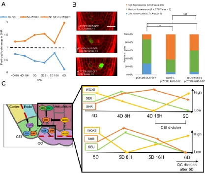 Figure 6: SEU and WOX5 regulation of SHR controls stem cell division (A) Model 