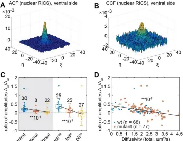 Figure 3: Cross-correlation RICS analysis of DNA-bound Dl.  (A) Autocorrelation function of 