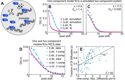 Figure 4: One- and two-component diffusion models quantify the relationship between 