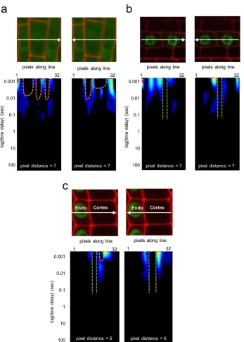 Figure 2 Figure Supplement 1. Pair correlation function analysis of 35S:GFP, SCR:SCR-