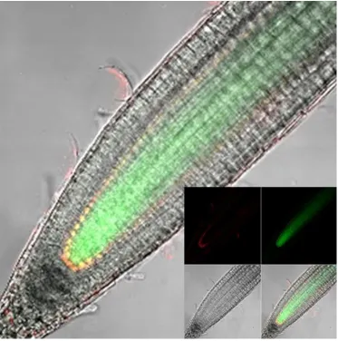Figure 4 Figure Supplement 1. Longitudinal confocal root sections of SHR:SHR-