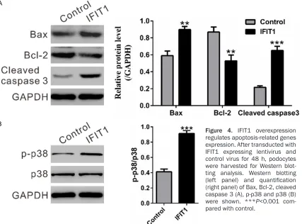 Figure 3. IFIT1 promoted cell apoptosis of podocytes. Cell apoptosis was analyzed at 48 h after virus transduction by Annexin V/PI staining and flow cytometry