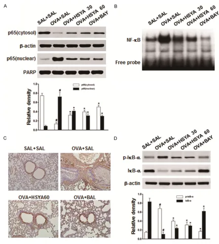 Figure 3. Effects of HSYA on NF-κB activation and IκB-α phosphorylation in OVA-induced asthmatic mice