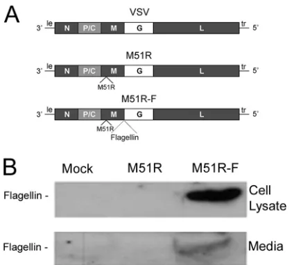 FIG 1 VSV vector that expresses ﬂagellin. (A) Diagram of genomes of WT andM51R VSV and M51R-F VSV