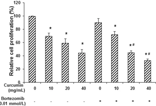 Figure 1. Effects of curcumin and bortezomib on MM1.R cell proliferation. Half of the MM1.R cells were treated with curcumin alone at 0, 10, 20, and 40 mg/mL, respectively, for 24 h, while the other half were treated with bortezomib (0.01 mmol/L) combined 