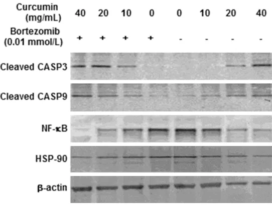 Figure 3. Effects of curcumin and bortezomib on expression of apoptosis-related proteins in MM1.R cells
