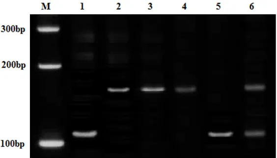 Figure 2. Agarose gel electrophoresis images for COL1A2 rs1800238. 1, 2 and 6 lanes: GG genotype; 4 and 5 lanes: GT genotype; 3 lane: TT genotype.