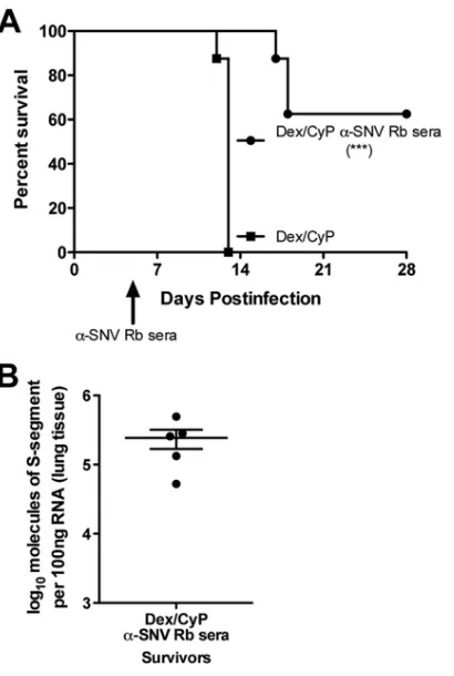 FIG 6 HPS disease is speciﬁcally caused by SNV infection in immunosup-�Lung tissue isolated on day 28 postinfection was evaluated for viral genome byRT-PCR