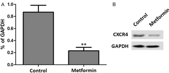 Figure 2. Metformin inhibits CXCR4 expression. A. The effect of metformin on CXCR4 mRNA expression
