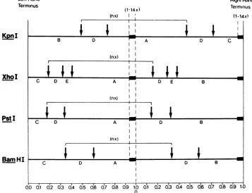 FIG.0moleculedDNA1. 2. Scale maps of KpnI, XhoI, PstI, and BamHI cleavage sites on the repeat sequence ofHSV-1 ANG The black bars represent the 550-base-pair inserts