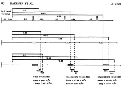 FIG. 5.differentbars. Schematical interpretation of the partial digestion of dDNAI with PstI
