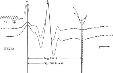 FIG. 1.ceUs.37°Cincorporatedspinspectrum ESR spectra of the C5 spin label incorporated into the plasma membrane lipid bilayer of BHK-21 The structure of the spin label is shown in the upper left
