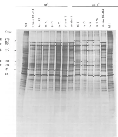 FIG. 1.virus-infected Autoradiogram of electrophoretically separated polypeptides from mock-infected cells (MI) and cells incubated at the PT and NPT