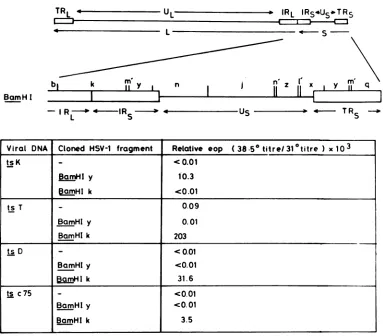 FIG. 3.pGXI,ofeachtestedthe Marker rescue of ts T, D, c75, and K. The HSV-1 genome contains two unique regions, UL and Us, flanked by inverted repeat sequences (TRL, IRL; TRS, IRS) andjoined at IRL-IRs (20)