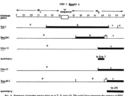 FIG. 6. BamHI-k Summary ofmarker rescue data on ts T, D, and c75. The solid lines represent the regions ofHSV- which rescue ts T, D, or c75.
