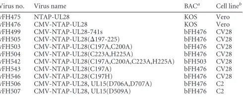 FIG 1 Conserved UL15 and UL28 protein domains. The schematic depicts theUL15 (A) and UL28 (B) proteins, with conserved amino acid sequences indi-cated