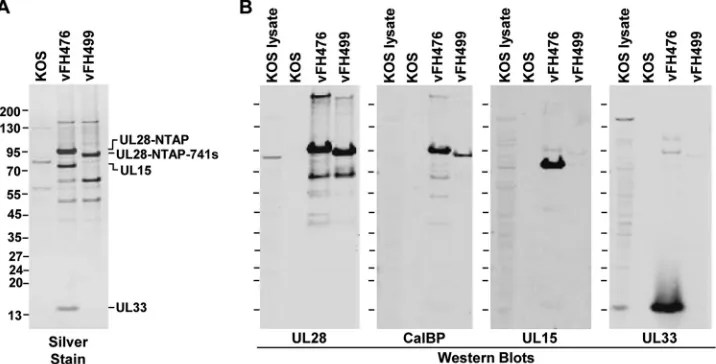 FIG 4 Recombinant NTAP-UL28 fusion protein expression. (A) Vero cellswere infected with wild-type (KOS) virus or the indicated HSV-1 recombinantviruses at an MOI of 10