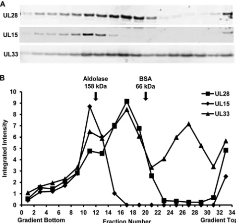 FIG 6 Sedimentation velocity analysis of TAP-puriﬁed UL28 complexes.Complexes from vFH476-infected Vero cells were puriﬁed through the initialstreptavidin column, layered onto a 2.5 to 20% sucrose gradient, and centri-fuged at 35,000 rpm at 4°C for 18 h