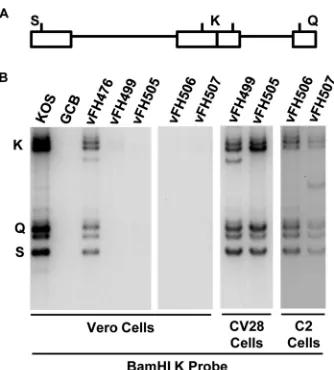 FIG 9 Analysis of viral DNA packaging. (A) Locations of the BamHI K joint-spanning fragment and the two end fragments, BamHI-Q and -S, in the HSV-1genome