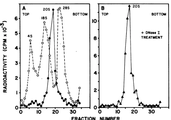 FIG.1.5was to Sucrose density gradient centrifugation of mengovirus-specific RF RNA. (A) Viral specific RNA labeled with f8HJuridine in the presence of actinomycin D, and 2 M LiCi-soluble RNA was applied to a 25% linear -sucrose gradient
