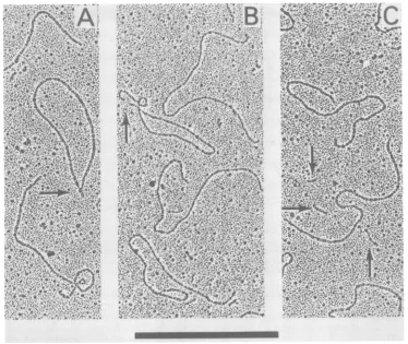 FIG. 2.detected.addition,C). Electron micrographs of mengovirus RF RNA. Both linear and circular RF RNA molecules were The circular molecules typically contained a short projection (indicated by the arrow in A)