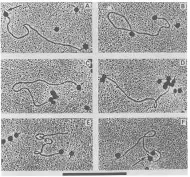 FIG. 3.spheres.depictsspheresmolecule.notarrow(F) Electron micrographs of mengovirus linear RF RNA molecules with attached polymethacrylate (A and B) A single sphere is attached near each terminus of the linear molecules
