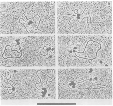FIG. 4.polymethacrylateKleinschmidtB)molecules.spheresoneand Two Electron micrographs of mengovirus circular RF RNA molecules with attached electron-opaque spheres